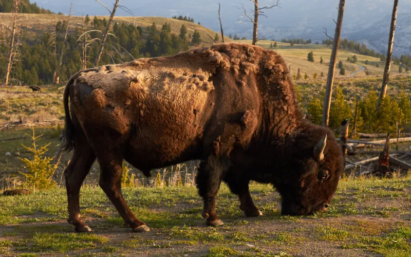 An American bison in Yellowstone National Park