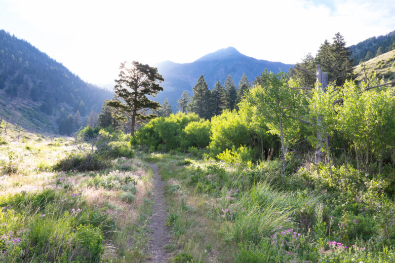 Custer Gallatin National Forest Montana