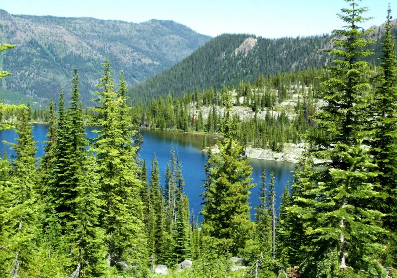 Flathead National Forest