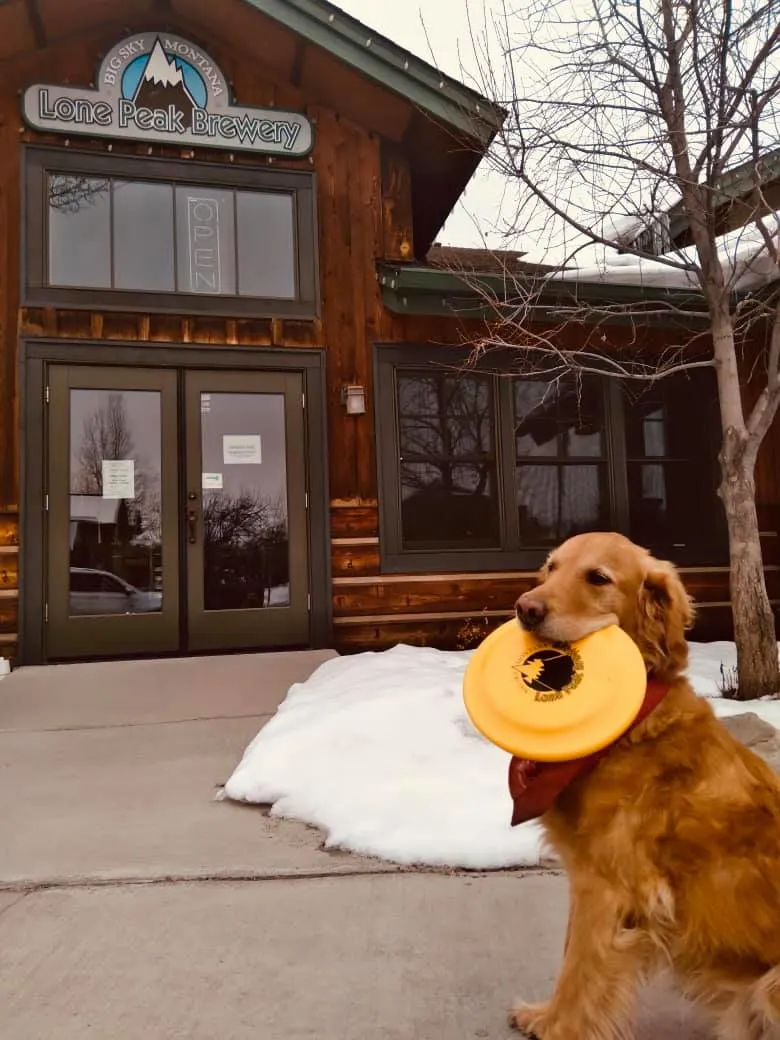 A dog outside Lone Peak Brewery