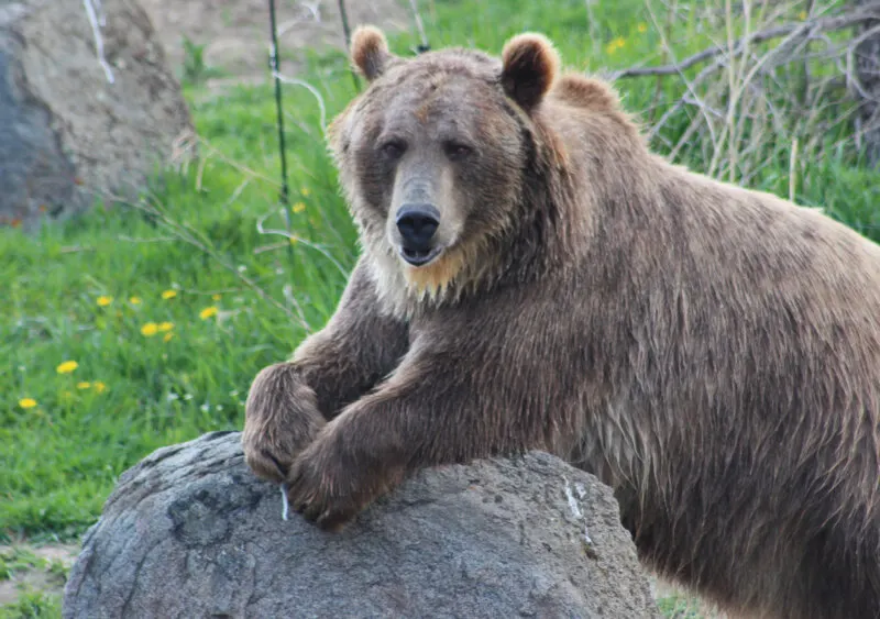 Montana Grizzly Encounter