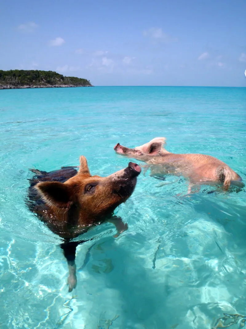 Pig Beach in the Bahamas