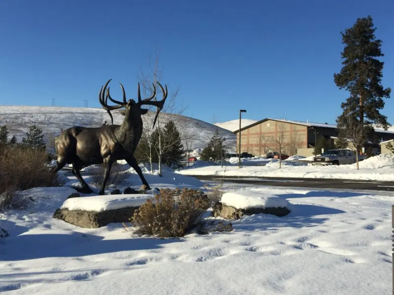 Rocky Mountain Elk Foundation