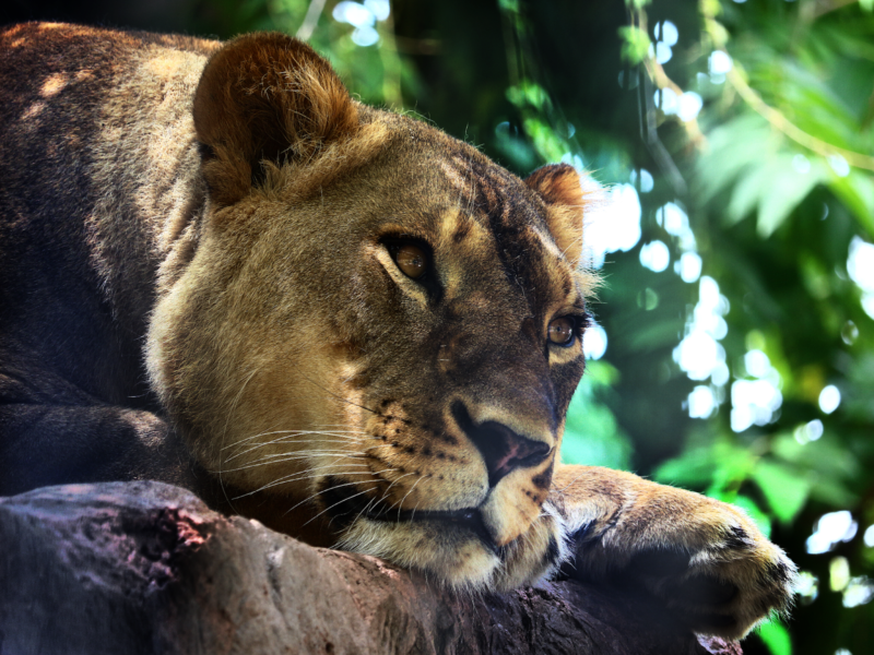 Female Lion in the Washington Park Zoo