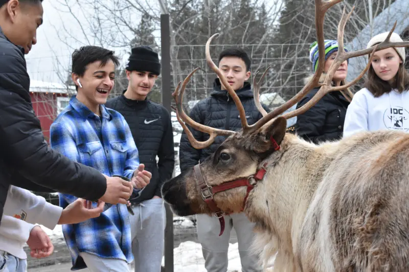 Tourists Feeding the Reindeer at Leavenworth Reindeer Farm