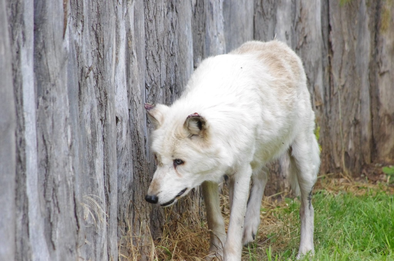 Arctic Wolf in the Menominee Park