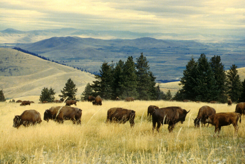  Iconic National Bison Range