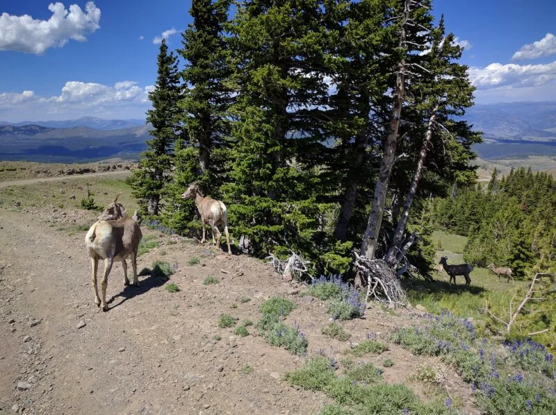 Mount Washburn